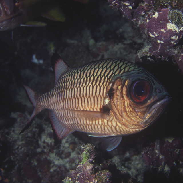 Myripristis adusta